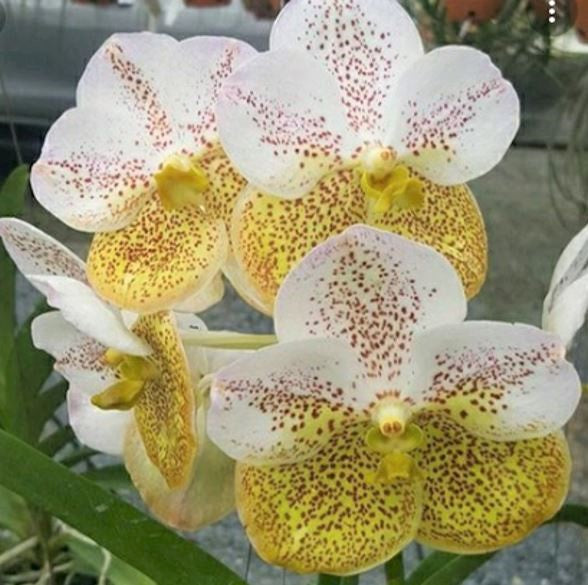 Captivating Vanda Boonyarit Diamond (Two Tone) Orchid - Shop Now for Exquisite Beauty