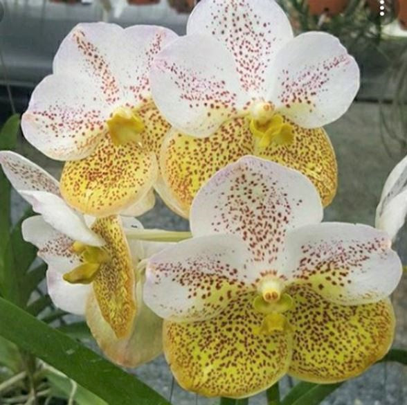 Vanda Thanchai Gold x Udom Gold (Two Tone)