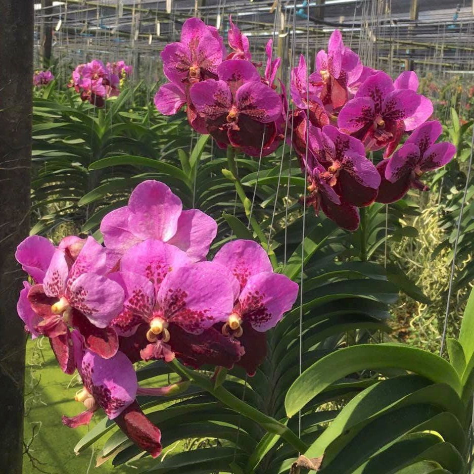 Vanda Taveesuksa