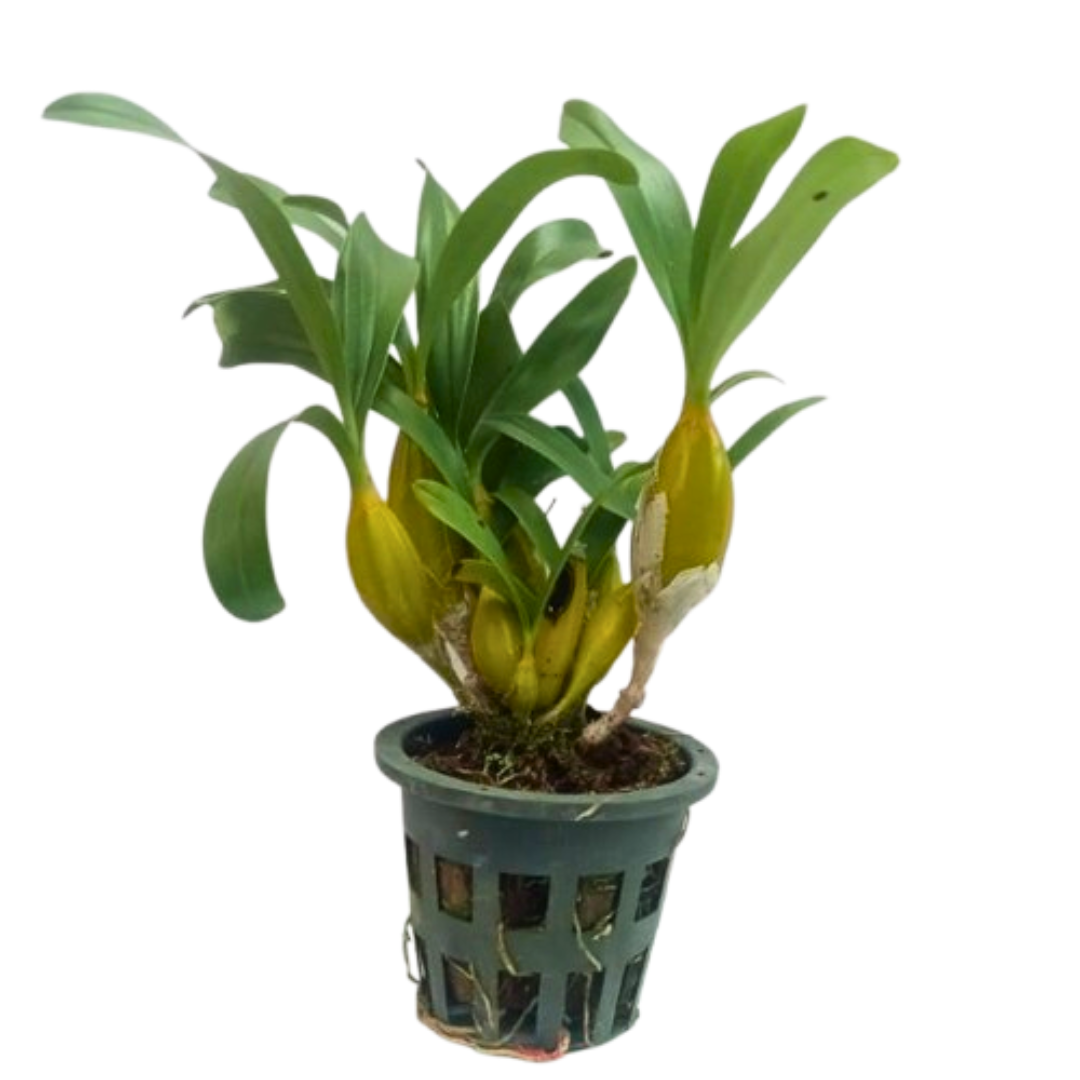 Dendrobium Chrysotoxum