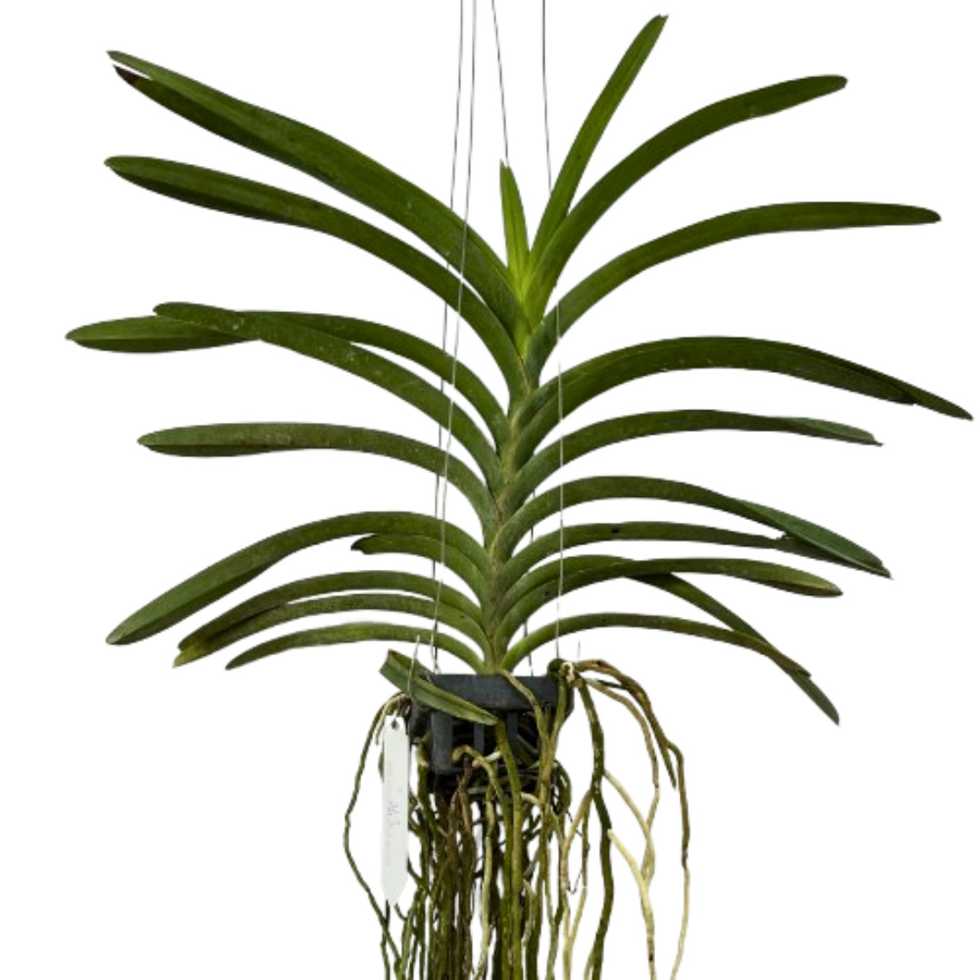 Ascocentrum miniatum orchid plant with compact fan shaped foliage, healthy roots, and vigorous tropical growth suitable for mounted orchid growing, hanging baskets, indoor tropical plant displays, Orchid Plants Online India, rare exotic orchid collections, and customers looking to buy live orchid plants online in India.