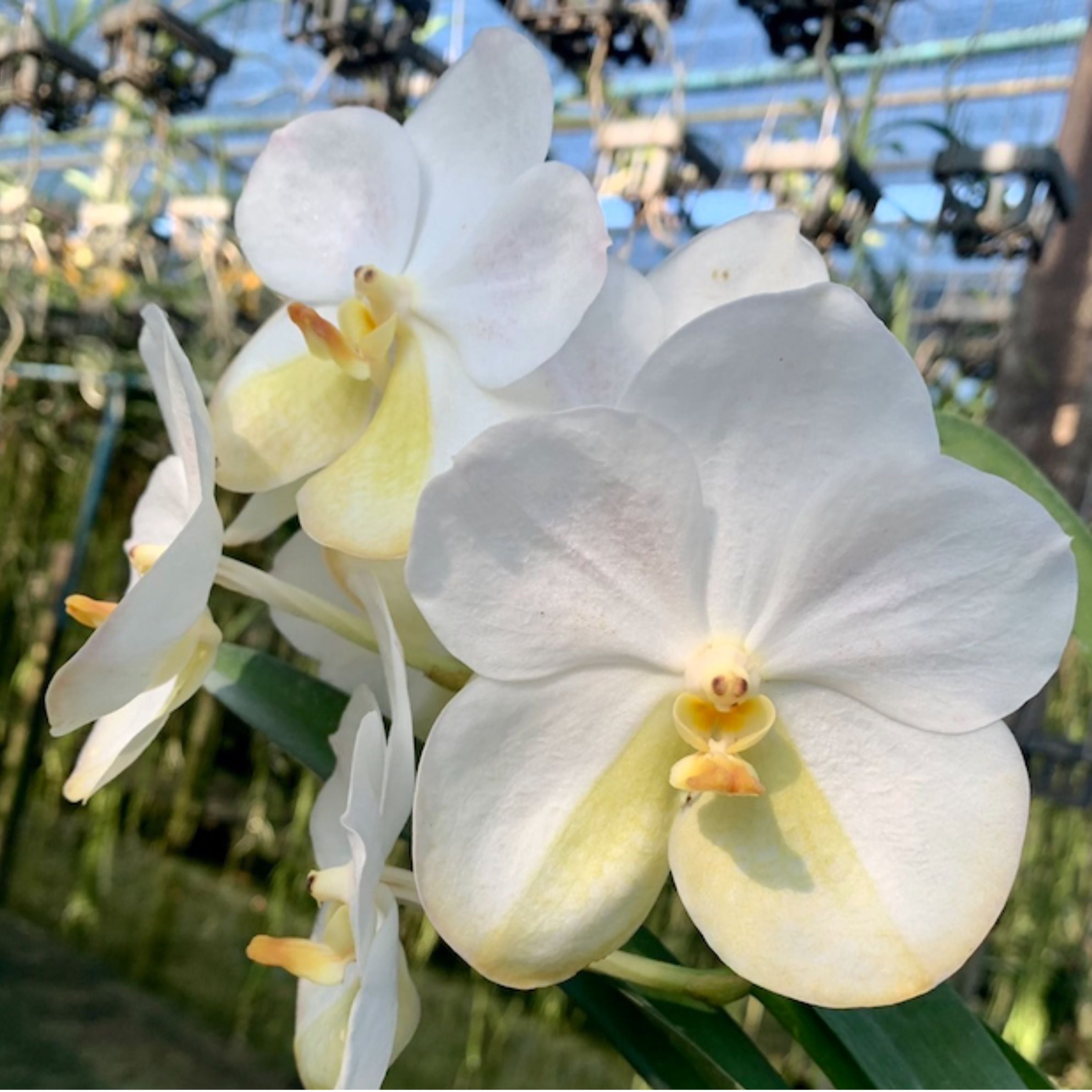 Vanda Boonserm Delight White flower in full bloom featuring stunning white petals and tropical elegance, premium flowering orchid plant in India.