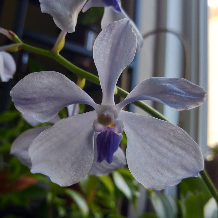 Vanda coerulea blue orchid flower with pale bluish lavender petals, violet blue lip, elegant netted flower pattern, and exotic tropical orchid beauty ideal for Orchid Plants Online India, rare Vanda orchid collections, premium flowering orchids, and collectors searching for blue orchid species in India.