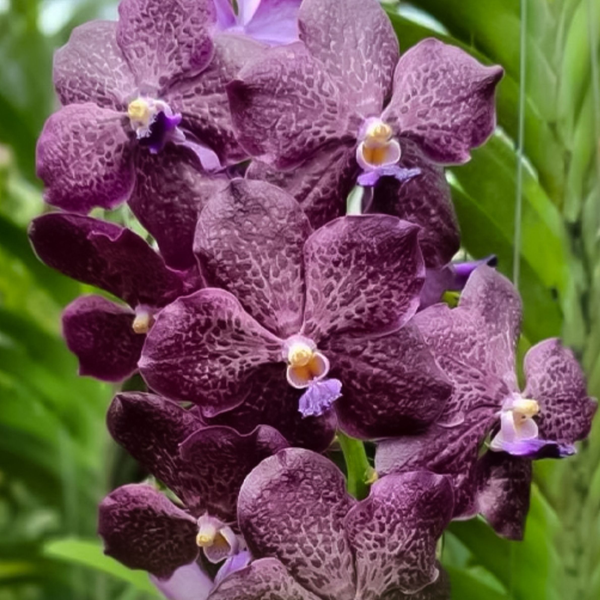Vanda Corneels Ciliers orchid in full bloom showing deep dark purplish exotic flowers with elegant shape and vibrant petals, rare Vanda hybrid orchid plant in India.