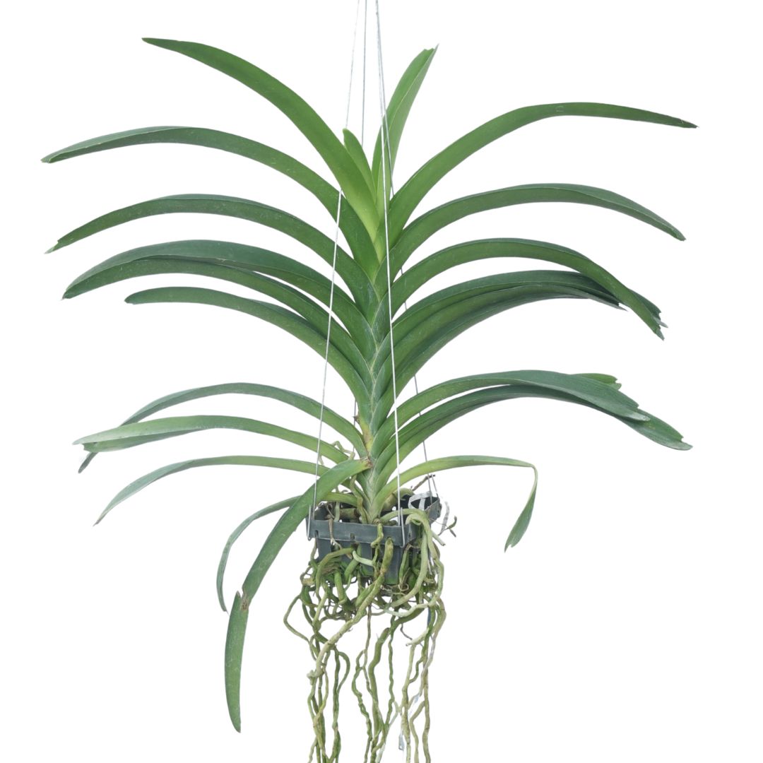 Vanda Golamgo Blue orchid plant with long healthy green strap leaves and thick aerial roots growing in open hanging setup, healthy Vanda orchid for Indian climate, suitable for balcony garden, bright indoor spaces and orchid collectors