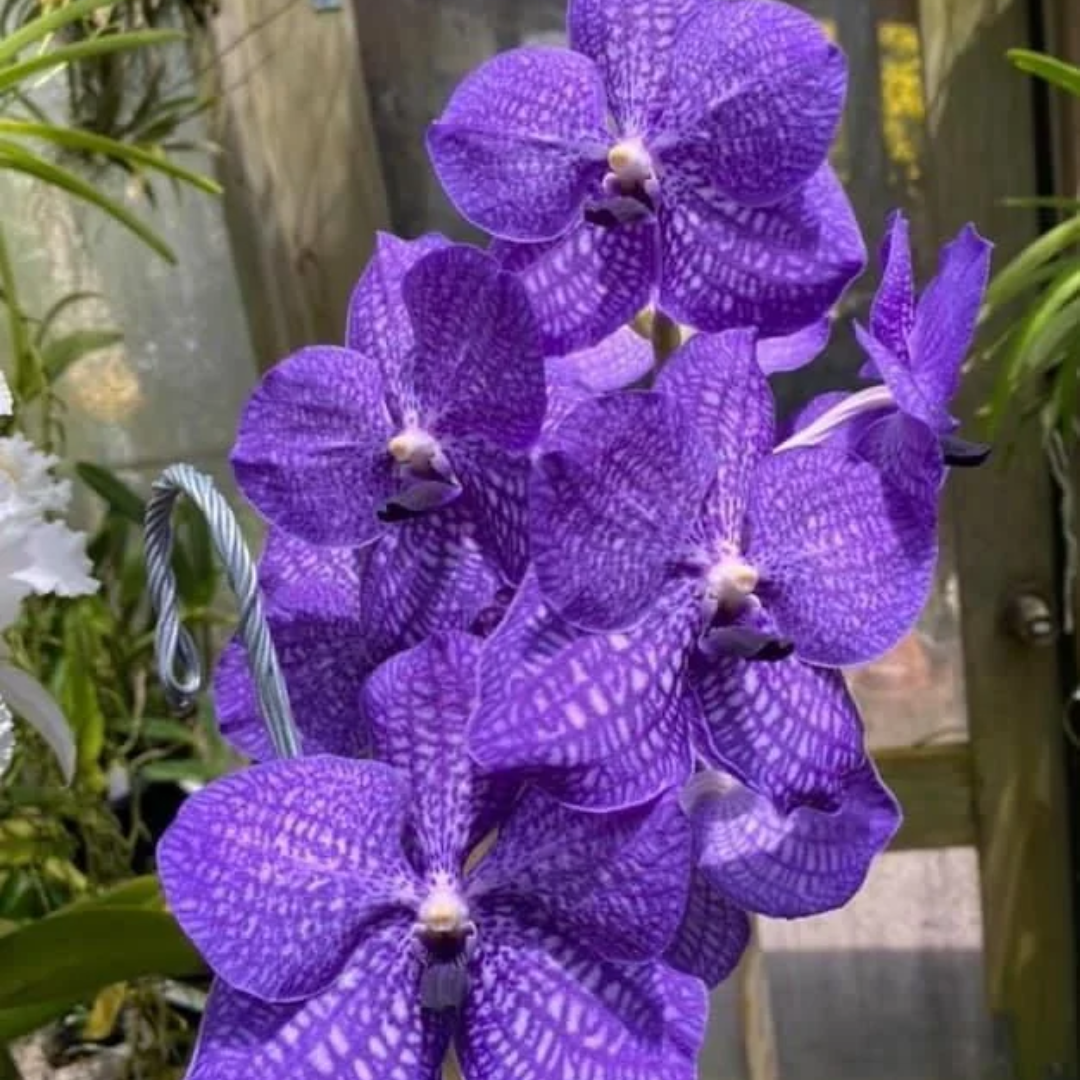 Vanda Golamgo Blue orchid flower with bluish purple to violet petals and soft velvety texture, broad rounded bloom with subtle pattern, exotic Vanda hybrid inspired by blue orchid lineage in India