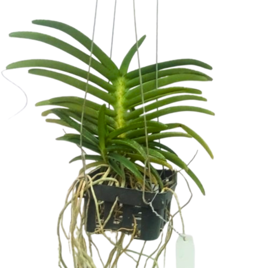 Ascocentrum miniatum