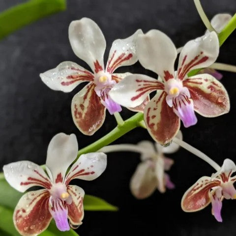 Vanda lamellata orchid flower with cream white petals, maroon spotted patterns, pink purple lip, and waxy star shaped blooms ideal for Orchid Plants Online India, rare species orchids, exotic Vanda orchids, tropical flowering orchid collections, and customers searching to buy orchids online in India.