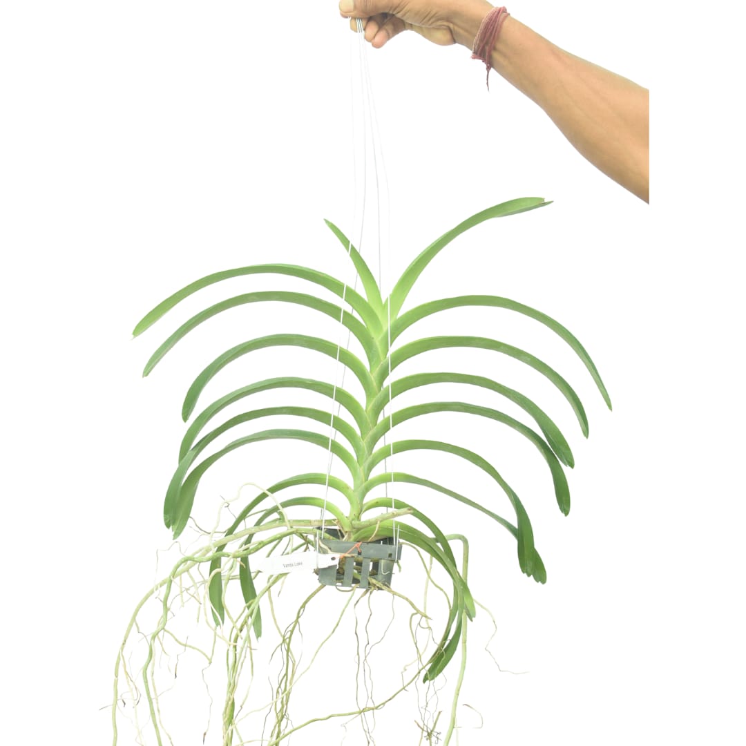 Vanda Loke orchid plant with healthy aerial roots, strap shaped foliage, and vigorous tropical growth suitable for hanging orchid baskets, mounted orchid displays, greenhouse orchid collections, Orchid Plants Online India, premium live orchid plants, and exotic hybrid orchid collections with safe delivery across India.