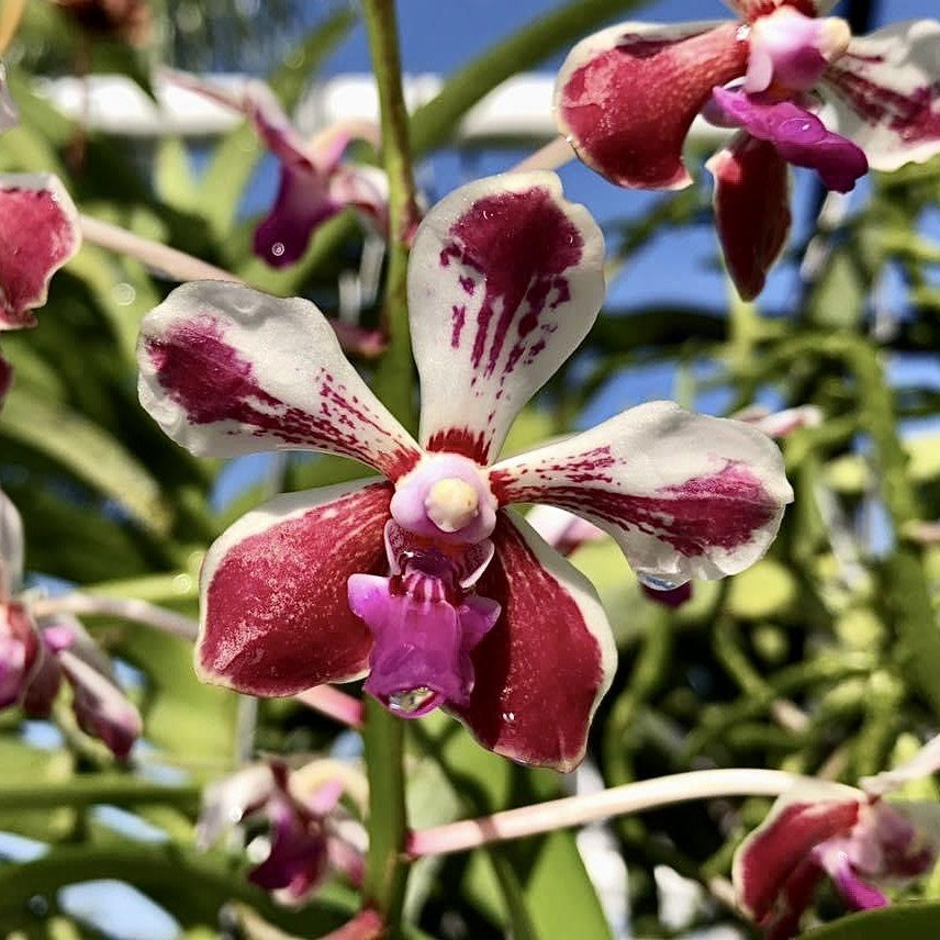 Vanda Loke orchid flower with patterned star shaped tropical blooms, waxy exotic petals, and premium Vanda hybrid beauty ideal for Orchid Plants Online India, rare orchid collections, exotic flowering orchids, tropical orchid displays, live orchid plants delivered across India, and customers searching to buy orchids online India.