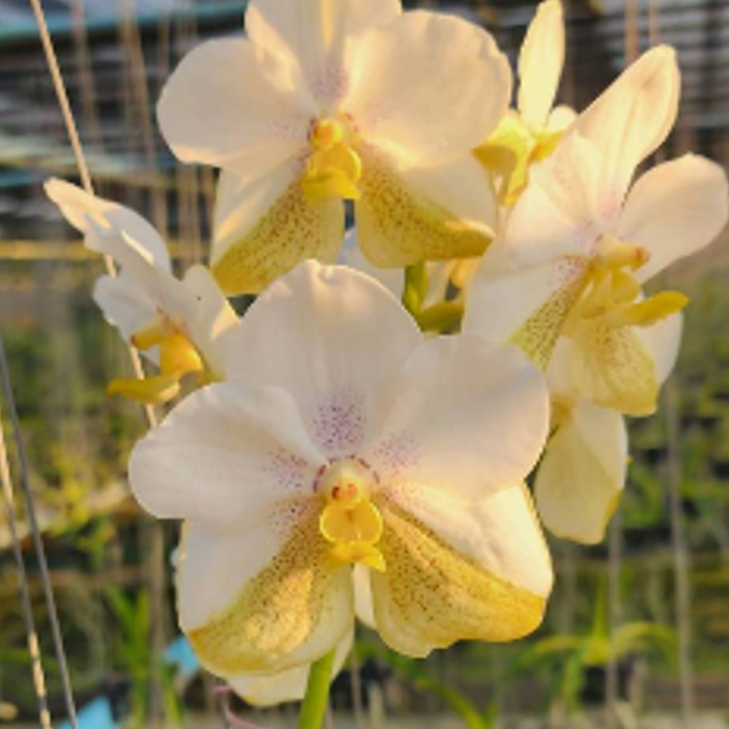 Vanda Nakorn Sawan Bell x Muangthong orchid flower with white petals and soft creamy yellow, smooth rounded bloom with clean elegant finish, tropical Vanda orchid India