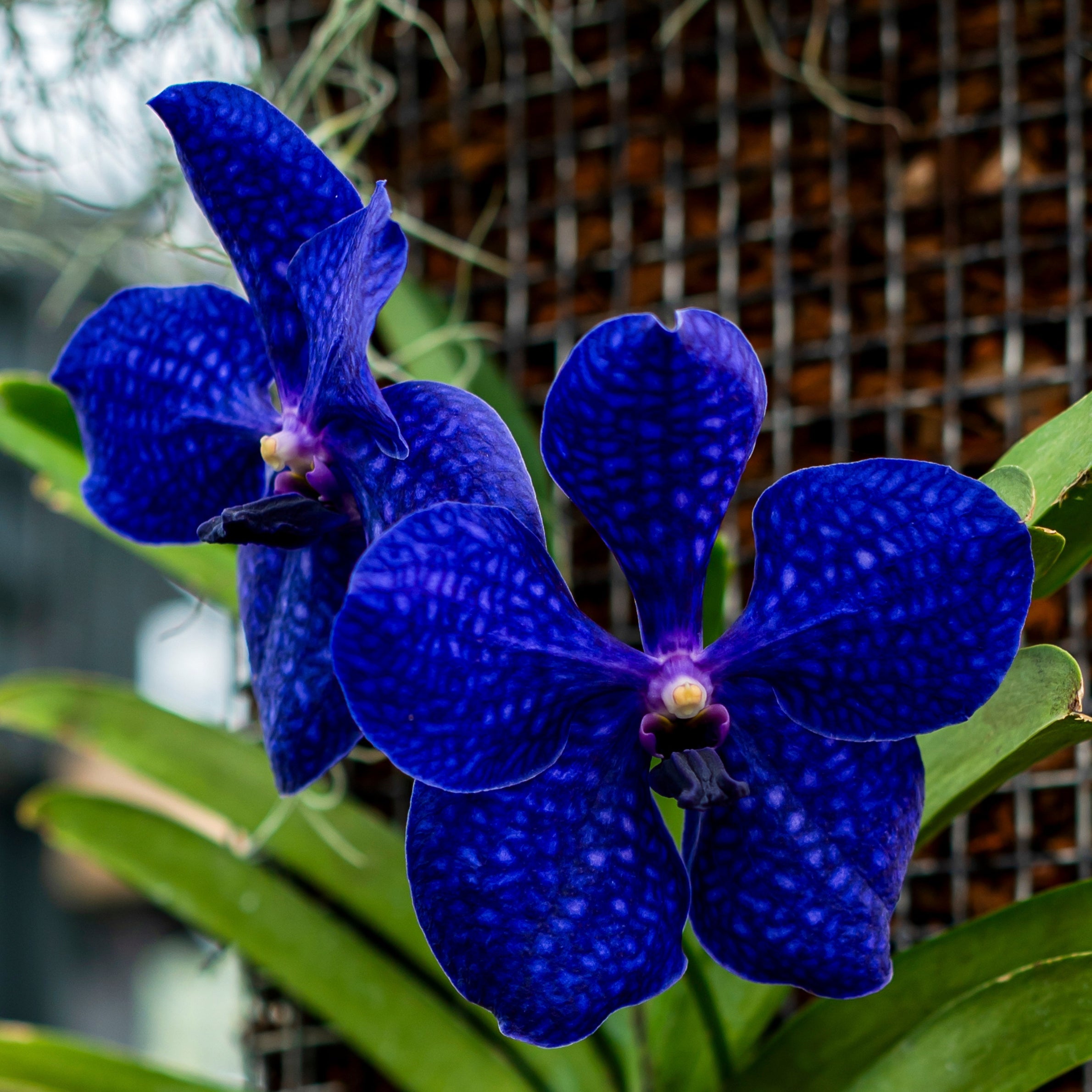Vanda Pachara Delight orchid plant in full bloom showcasing vibrant purple-blue exotic flowers with rich color tones and elegant petals, premium Vanda hybrid orchid in India ideal for orchid lovers, home décor, balcony gardening, and buying orchid plants online in India.