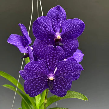 Vanda Pachara Delight orchid plant in full bloom showcasing vibrant purple-blue exotic flowers with rich color tones and elegant petals, premium Vanda hybrid orchid in India ideal for orchid lovers, home décor, balcony gardening, and buying orchid plants online in India.