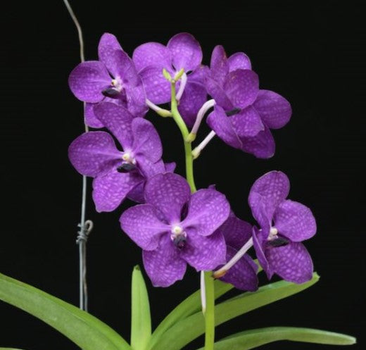 Vanda Pakchong Blue Coerulea orchid in full bloom showcasing rare blue to violet exotic flowers with elegant petals, premium Vanda hybrid orchid plant in India ideal for orchid collectors, home décor, balcony gardening, and tropical flower display.