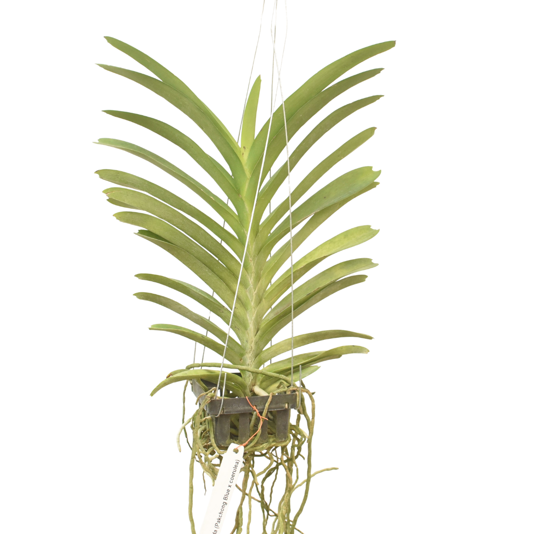 Healthy Vanda Pakchong Blue Coerulea orchid plant with strong aerial roots and lush green leaves, premium Vanda orchid hybrid in India suitable for hanging baskets, indoor orchid setup, balcony gardening, and exotic orchid plant collections with safe packaging and free shipping.