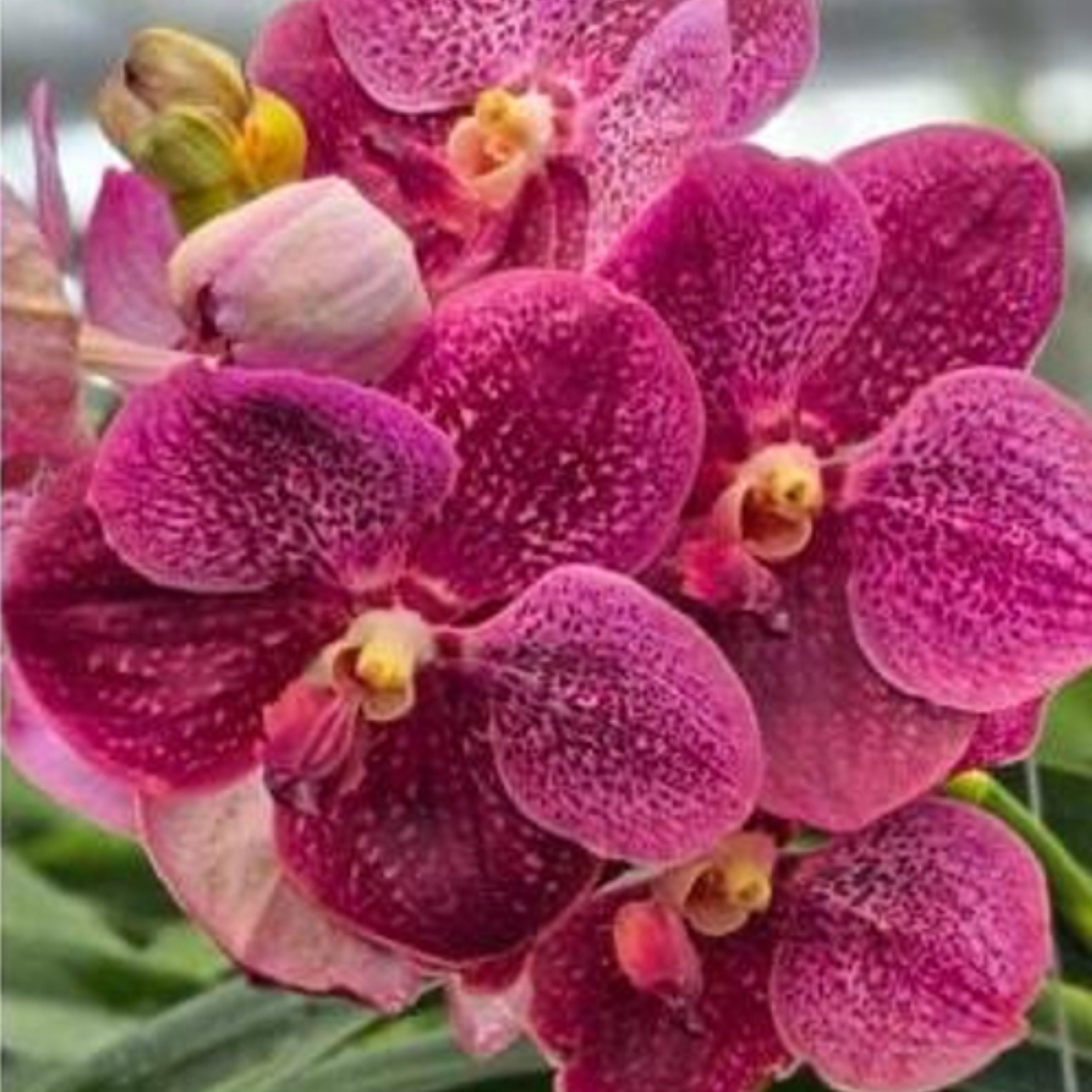 Vanda Prapathom Gold x Dr Anek orchid flower with pink to magenta petals and darker spotted pattern, large rounded bloom with vibrant colour, exotic Vanda orchid suitable for Indian climate and orchid collectors