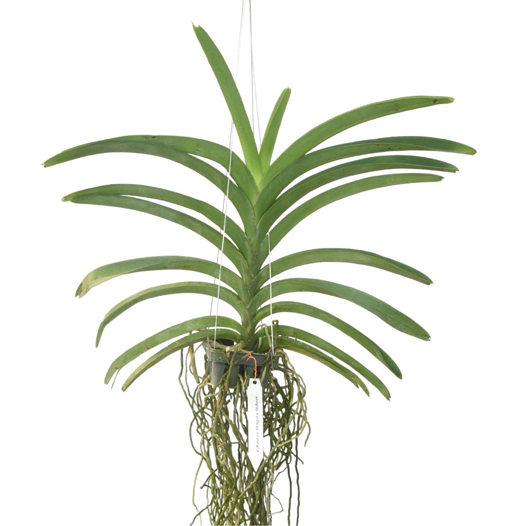 Vanda Prapathom Gold x Dr Anek orchid plant with long strap leaves and aerial roots growing in open hanging setup, healthy tropical Vanda orchid for warm humid conditions, ideal for balcony garden and bright indoor spaces