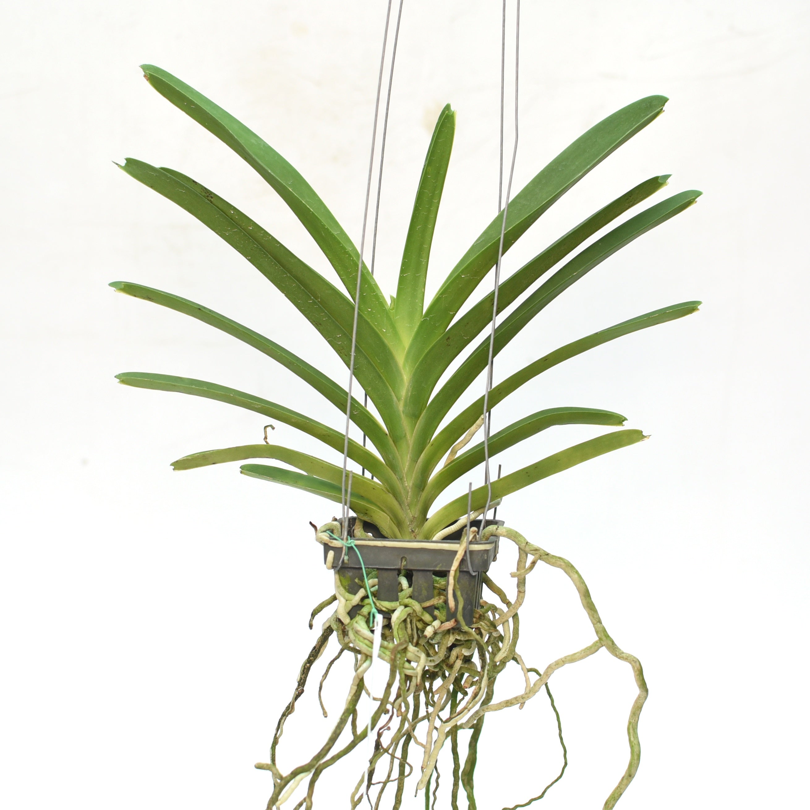 Vanda Pure's Wax Blue orchid plant with healthy green leaves, exotic Vanda orchid plant for orchid collectors
