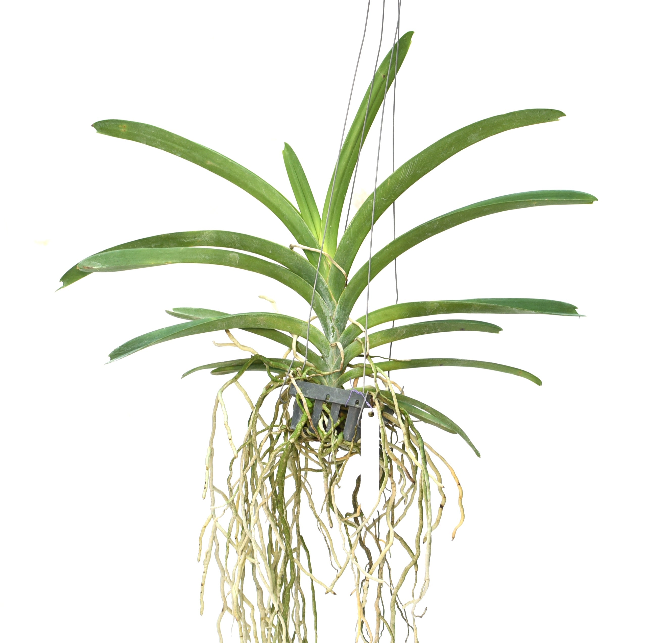 Vanda Rattana x Dr Anek orchid plant with long strap leaves and thick aerial roots growing in open hanging setup, healthy Vanda orchid for bright light conditions, suitable for Indian climate, balcony garden, indoor plant décor and rare orchid collectors