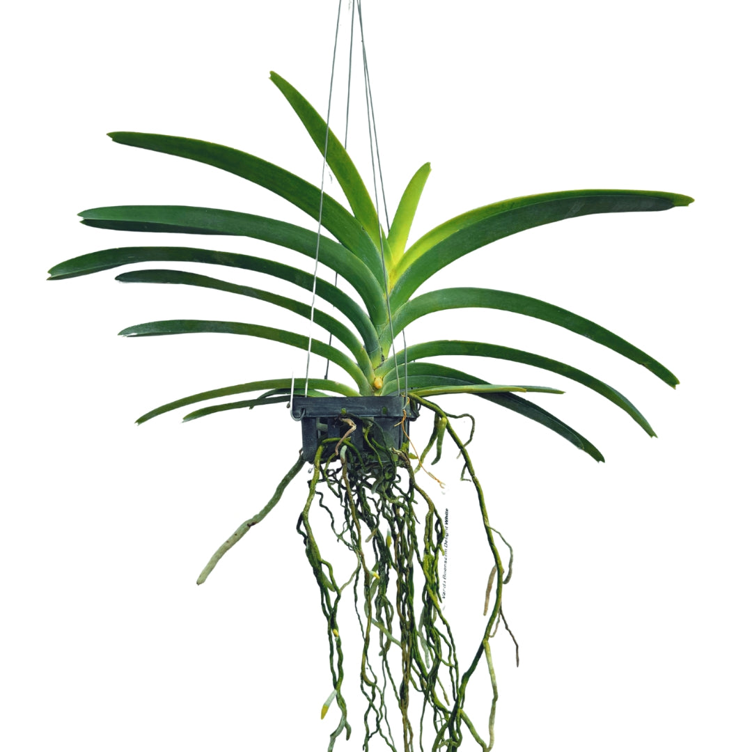 Vanda Robert's Delight Red Berry healthy orchid plant with healthy green leaves and aerial roots, premium Vanda orchid plant for collectors. Free Shipping