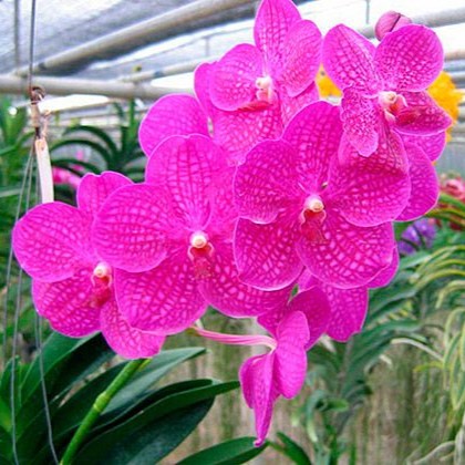 Vanda Ruby Prince × Mini Palmer Thongchai orchid in full bloom showing vibrant exotic multi-coloured flowers with striking patterns, rare Vanda hybrid orchid plant in India.