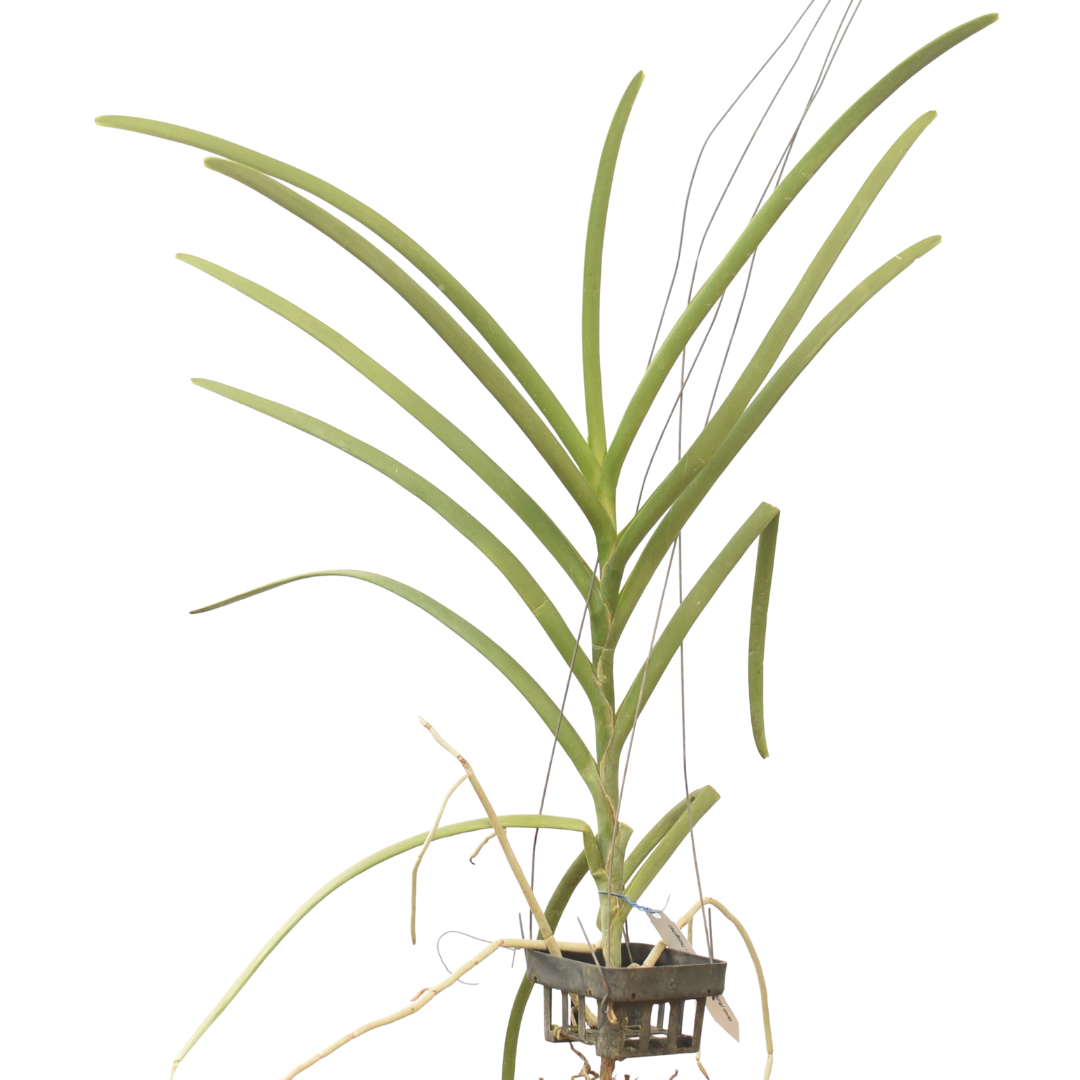 Healthy Vanda Ruby Prince × Mini Palmer Thongchai orchid plant with strong aerial roots and green foliage, rare Vanda hybrid orchid in India suitable for hanging baskets and balcony gardening.