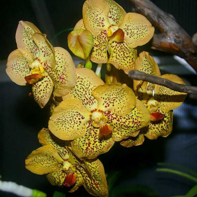 Vanda Sanchai Gold Spot orchid flower with golden yellow petals covered in dense red maroon spots, large waxy bloom, exotic Vanda orchid India