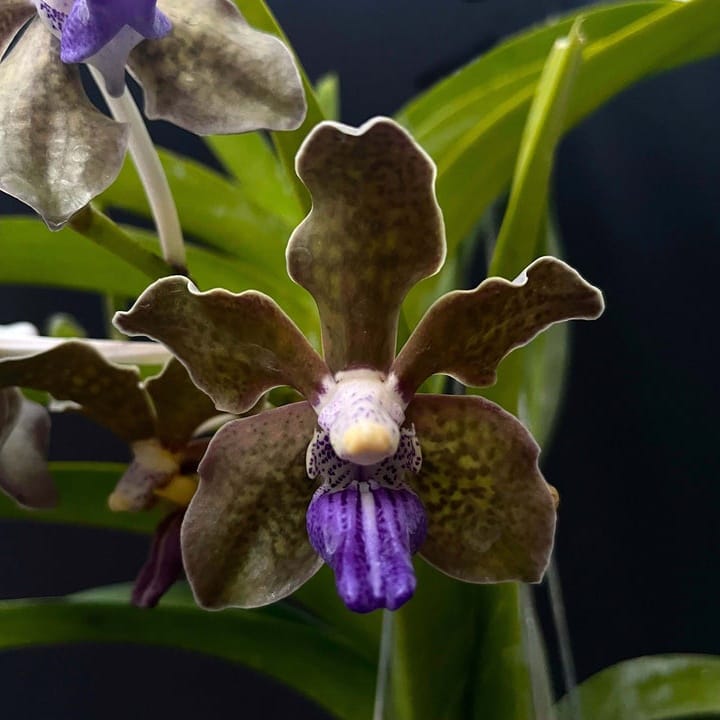 Vanda tessellata orchid flower with yellow green petals covered in brown checkered lattice pattern and contrasting purple blue lip, fragrant species orchid native to India, unique patterned Vanda bloom