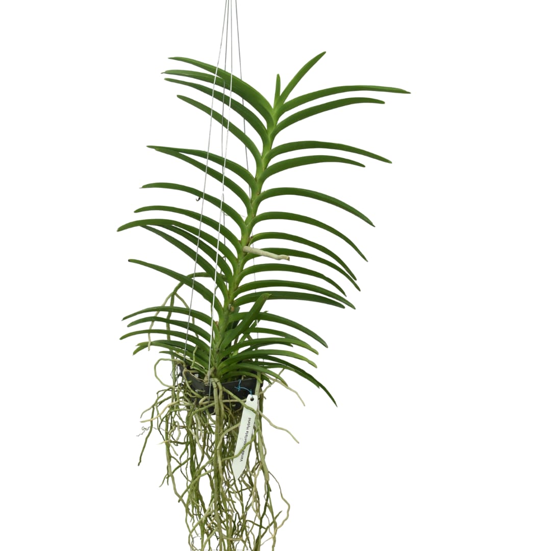 Vanda tessellata healthy orchid plant with narrow strap leaves and strong aerial roots growing in hanging open setup, natural Indian Vanda species suited for warm climate, balcony garden and orchid collection