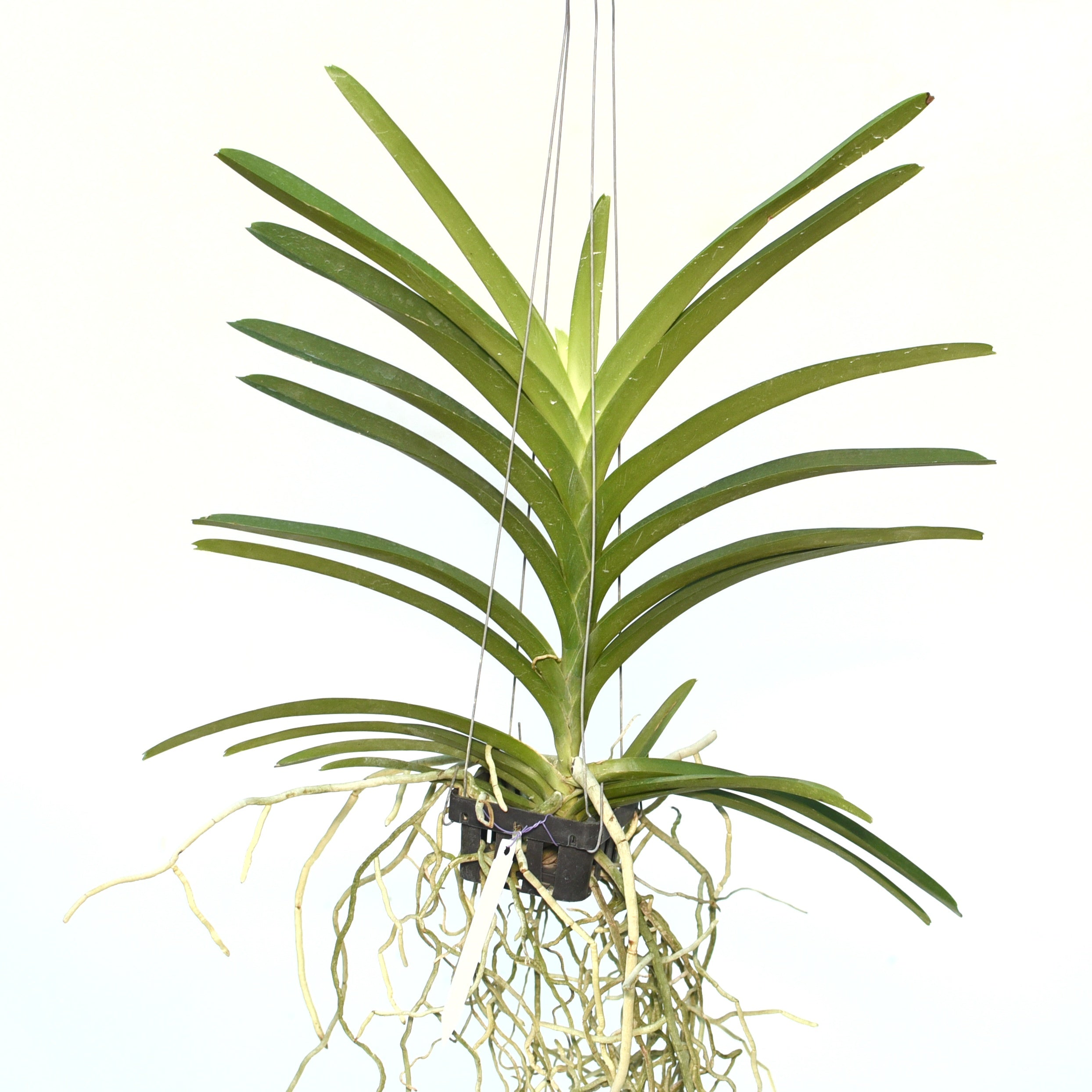 Vanda Tessellata x Mem Tianchai orchid plant with healthy strap leaves and strong aerial roots growing in open hanging setup, healthy tropical Vanda orchid suited for Indian climate balcony garden and orchid collection