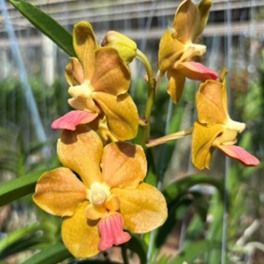 Vanda Tessellata x Mem Tianchai orchid flower with golden yellow petals and fine brown lattice pattern with subtle spotting, medium waxy bloom, fragrant Vanda hybrid orchid India