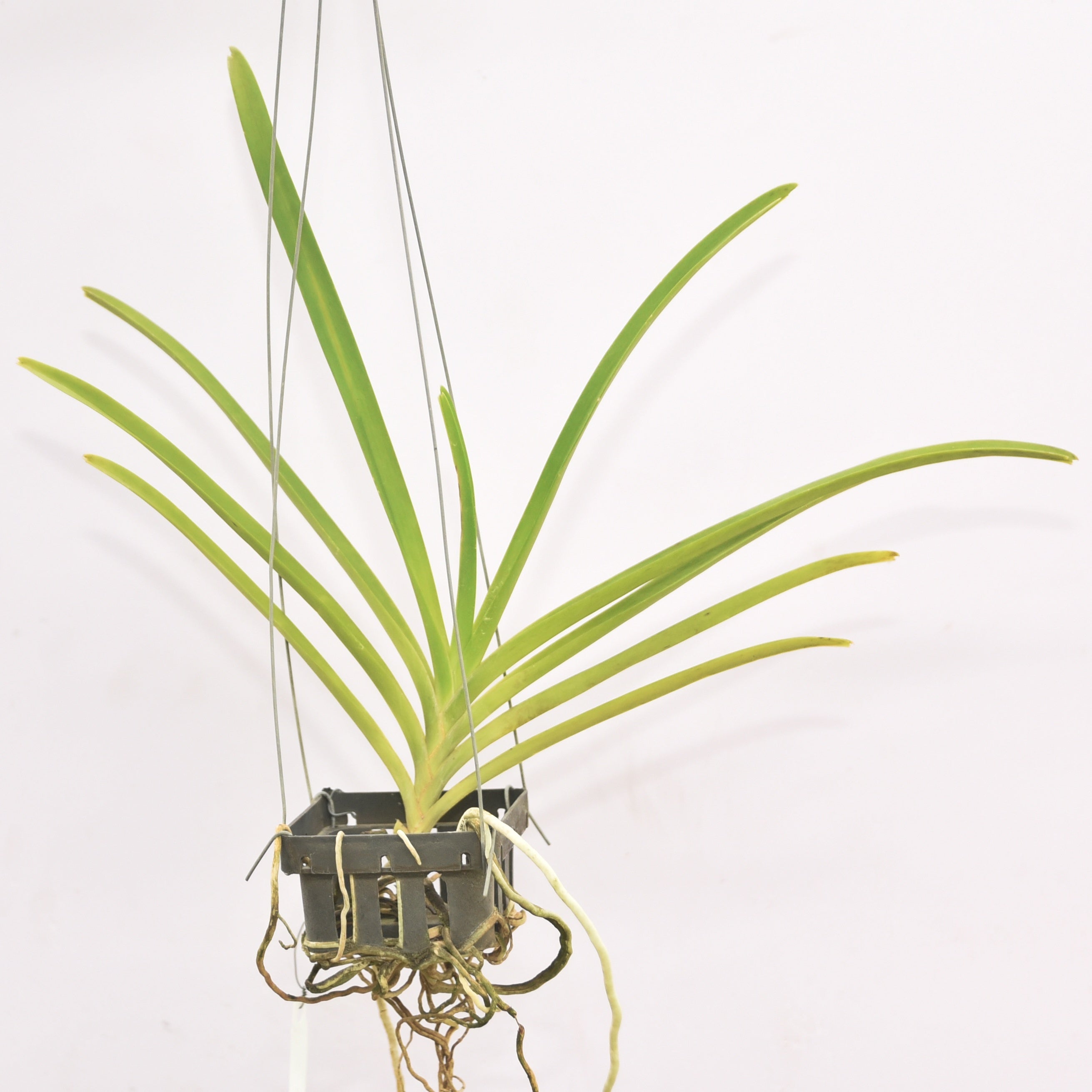 Vanda Tristar Blue x Manuvadee orchid plant with thick strap like green leaves and active aerial roots growing in an open hanging setup, healthy tropical Vanda orchid suited for Indian climate, perfect for balcony garden, bright indoor spaces and orchid collections