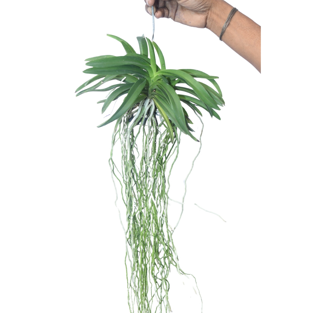Healthy Vandachostylis Lou Sneary White orchid plant with vigorous growth and lush foliage, ideal for orchid collectors and indoor gardens in India.