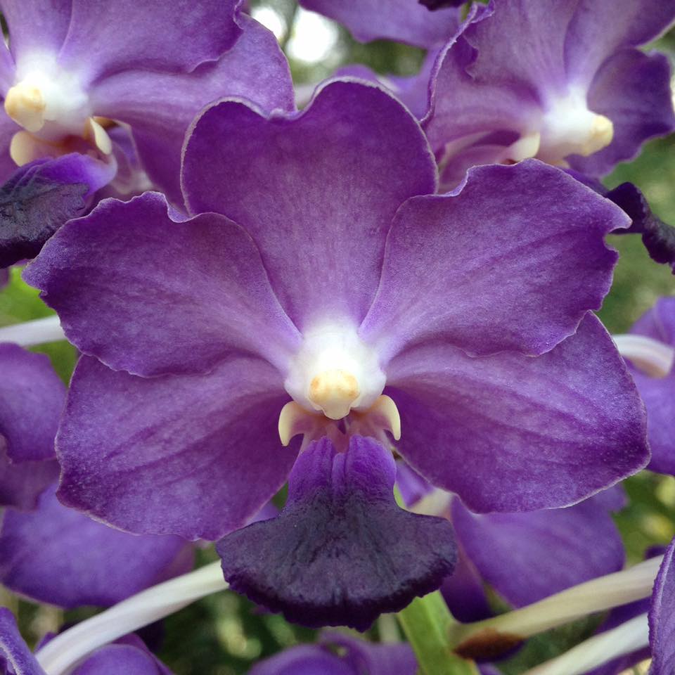Vandachostylis Sasicha orchid flower cluster with violet to bluish purple blooms arranged densely on spike, soft gradient petals with slight spotting, fragrant Vanda Rhynchostylis hybrid orchid India. Unique exotic hybrid