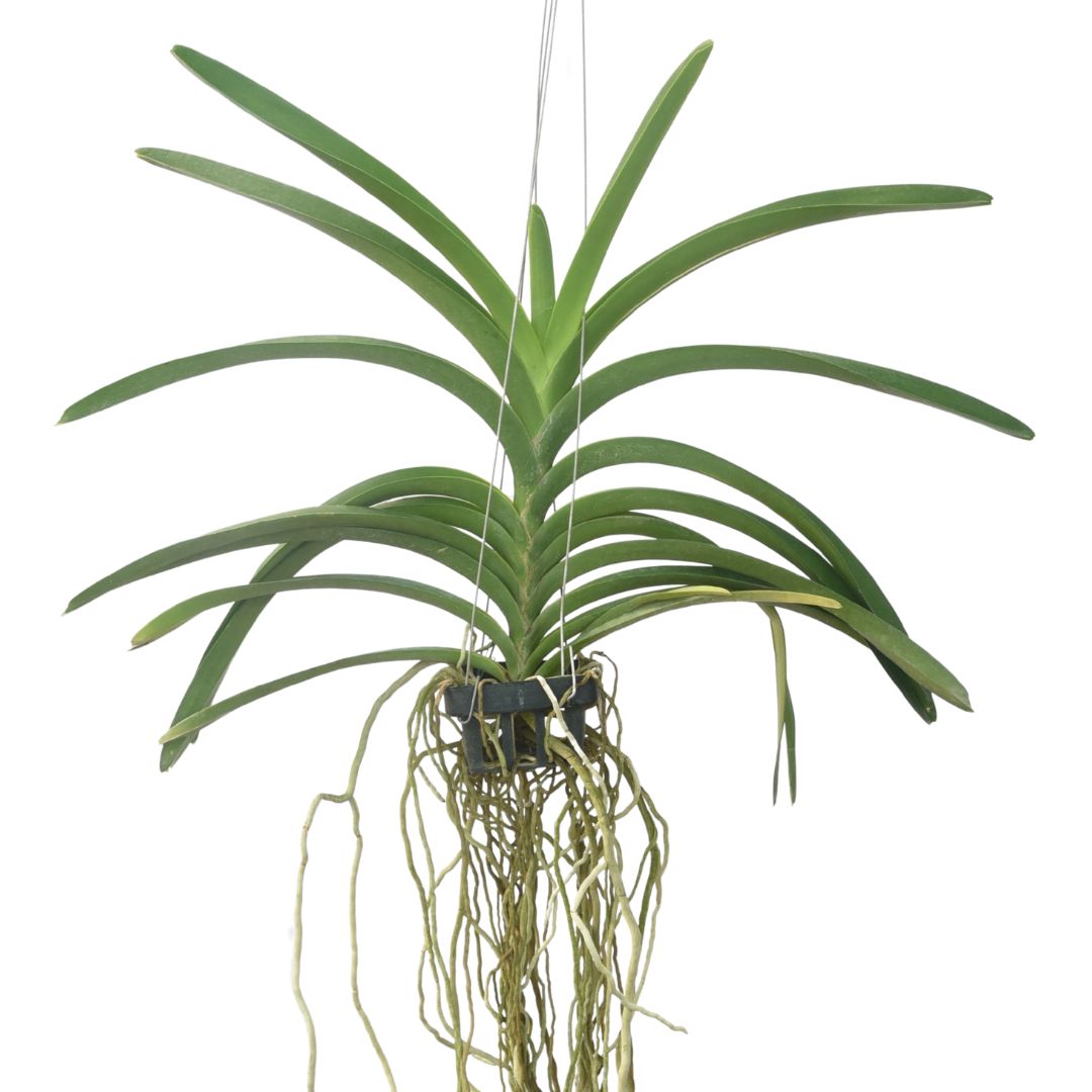 Vandachostylis Sasicha orchid plant with narrow strap leaves and aerial roots growing in hanging basket setup, compact Vanda type orchid suited for Indian climate, ideal for balcony garden and indoor orchid display