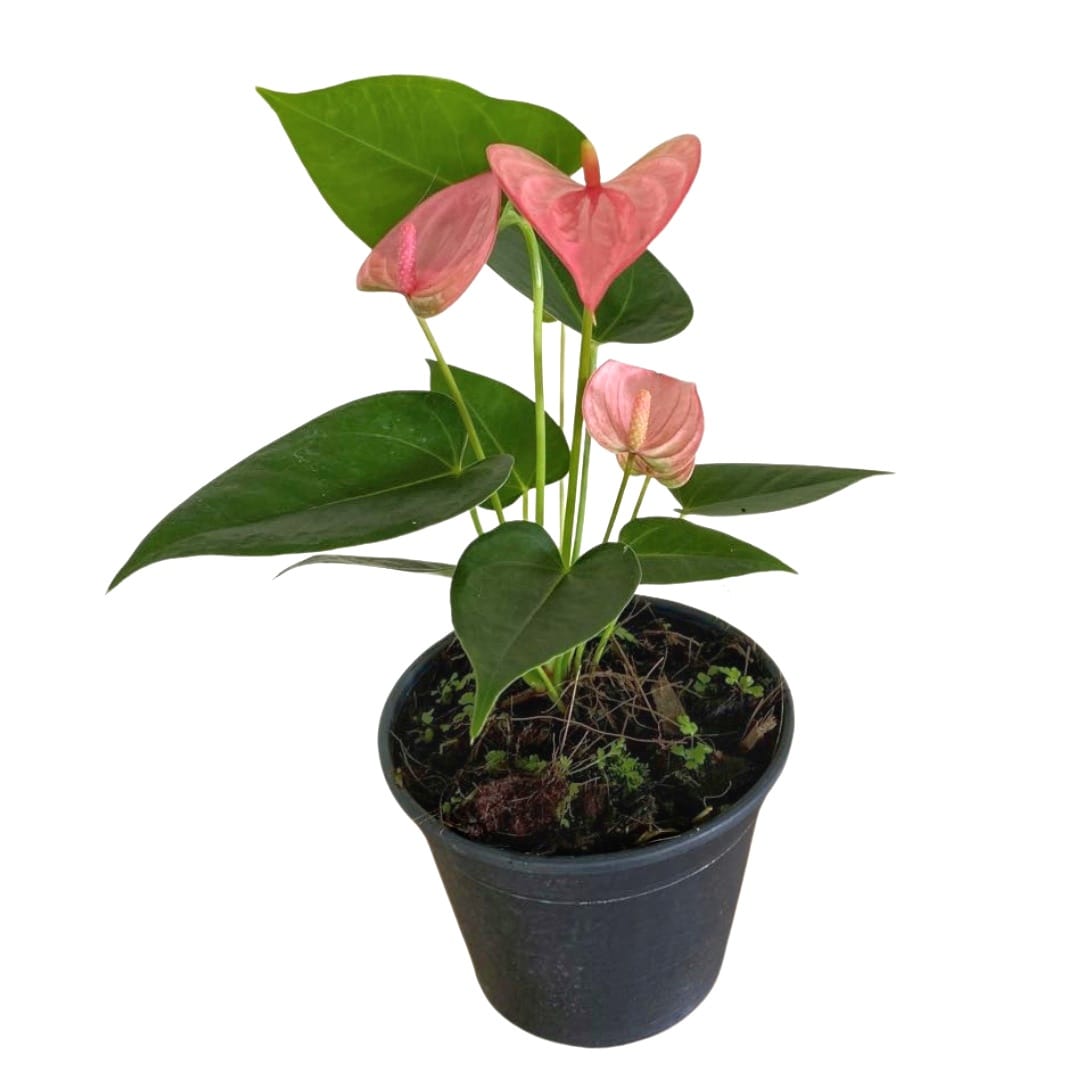 "Anthurium Royal Pink Champion - stunning pink blooms against vibrant green foliage - premium exotic plant - 