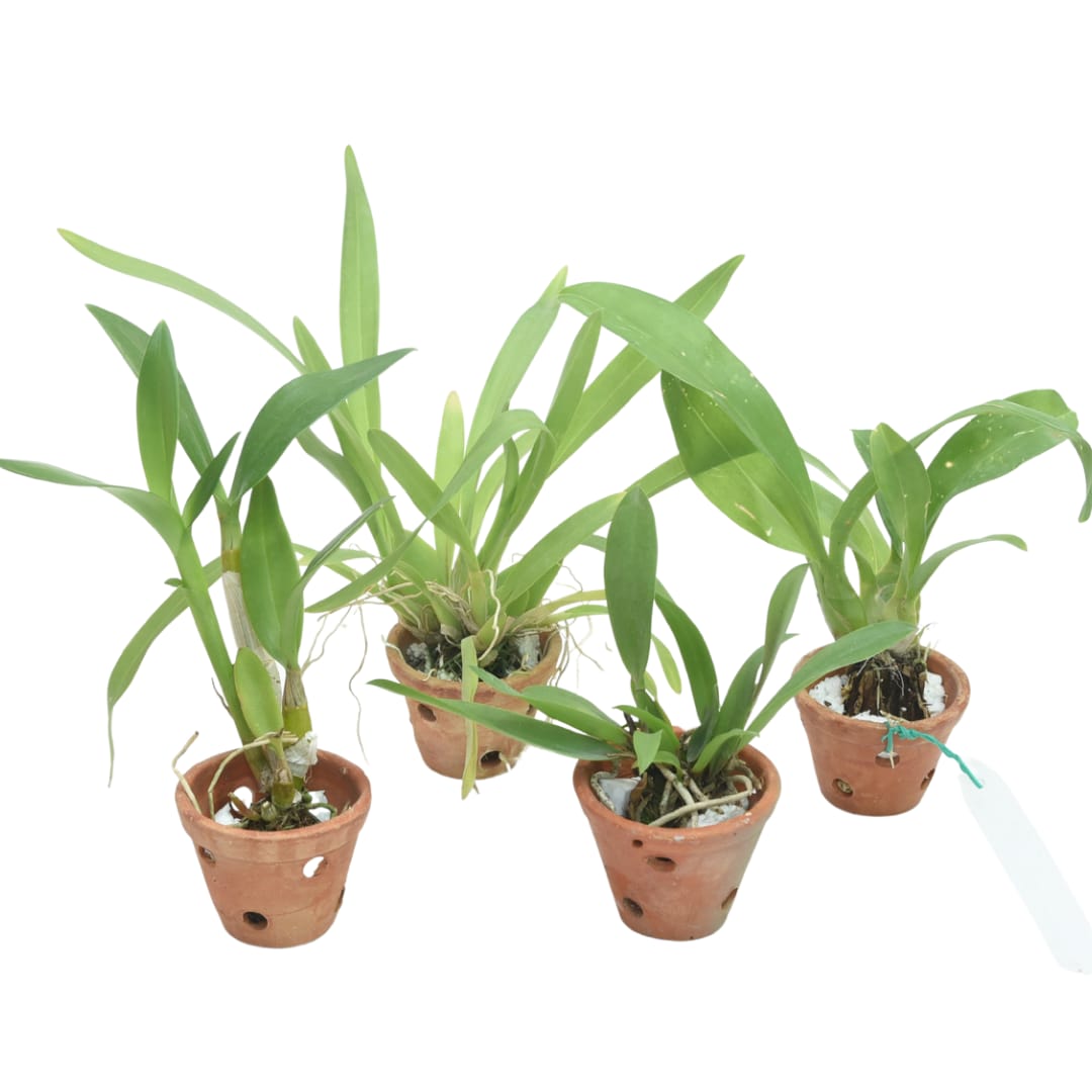 Assorted Orchids Seedling Combo