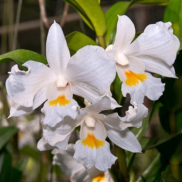 Dendrobium Formosum Alba X Formosum