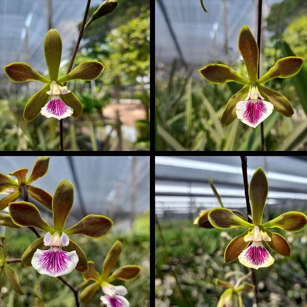 Encyclia randii x tempensis