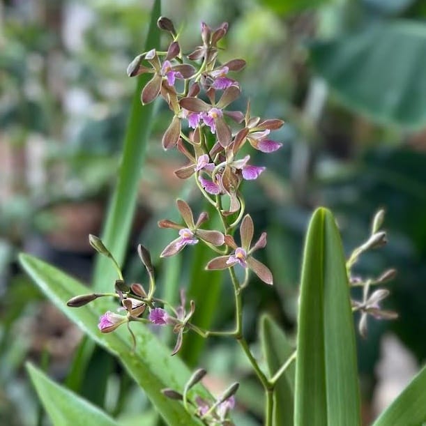 Encyclia thienii x Epidendrum stamfordianum