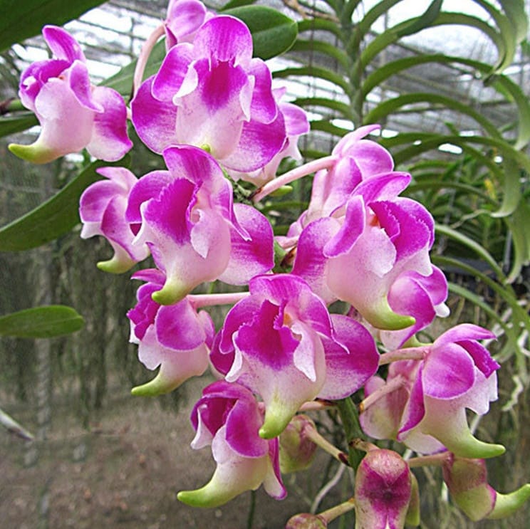 Aerides Korat Koki