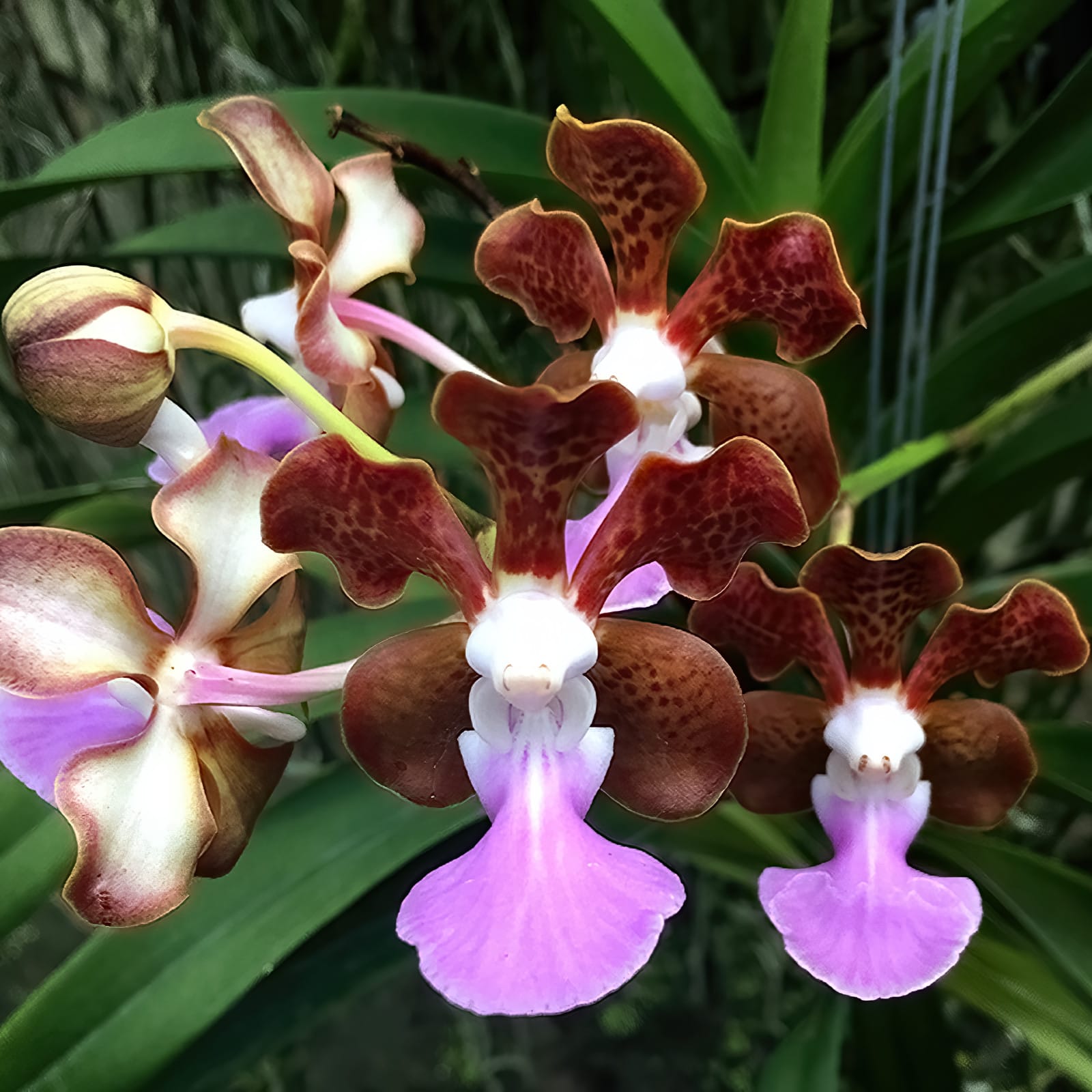 Vanda insignis