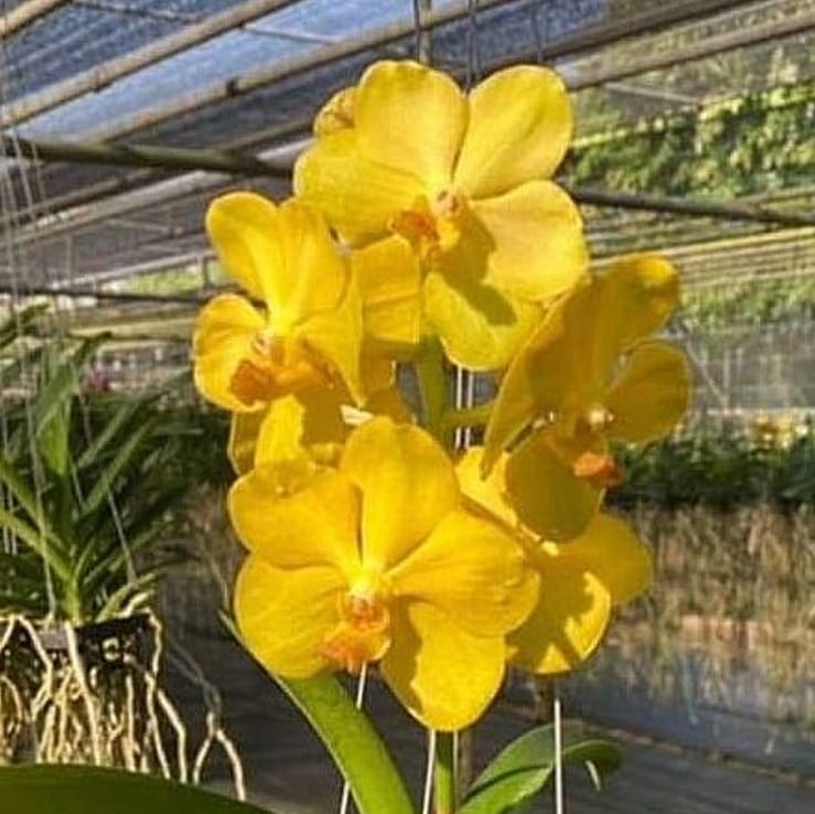 Vanda (Velthuis) Joe x Charles Goodfellow