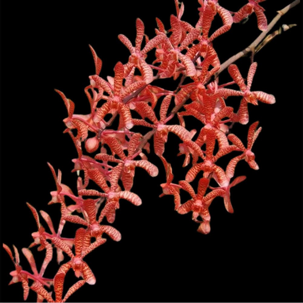 Renanthera Azimah Storiei