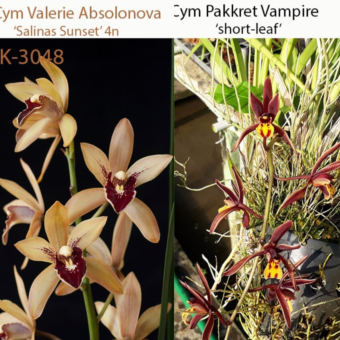 Cymbidium Valerie Absolonova x Pakkret Vampire 'Short Leaf'