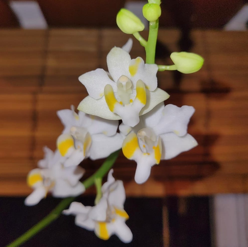 Phalaenopsis (Doritis) pulcherrima champorensis alba