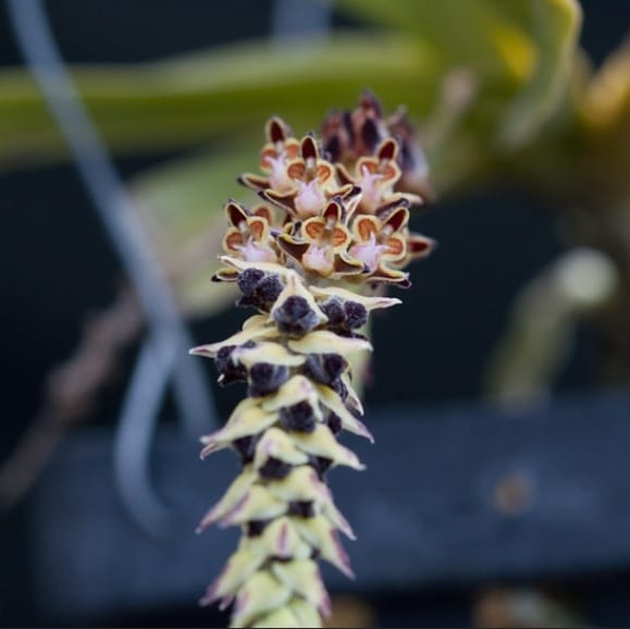 Cleisostoma lanatum