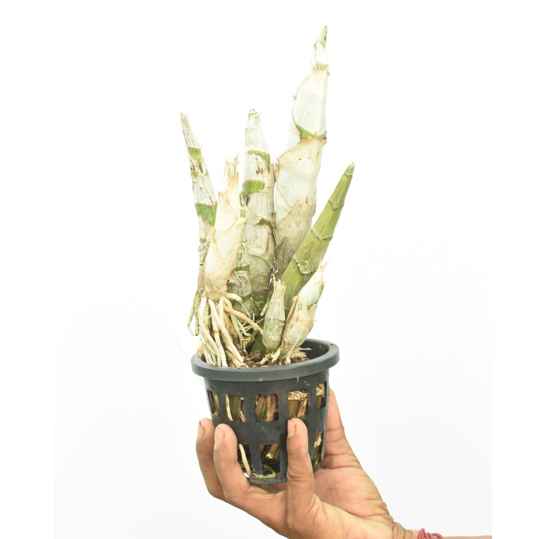 Catasetum Yellow
