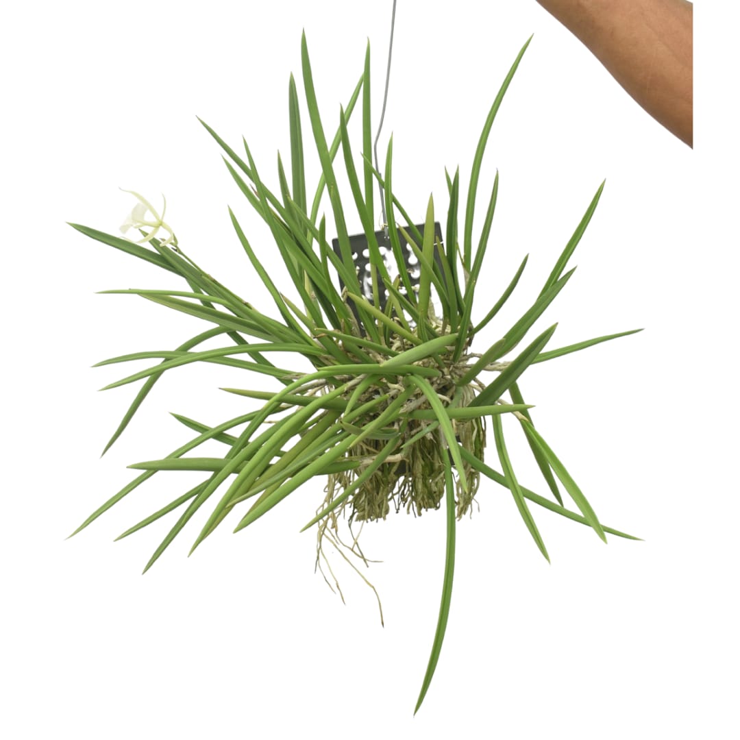 Brassavola Little Star