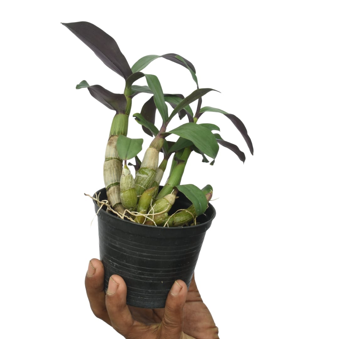 Dendrobium capituliflorum